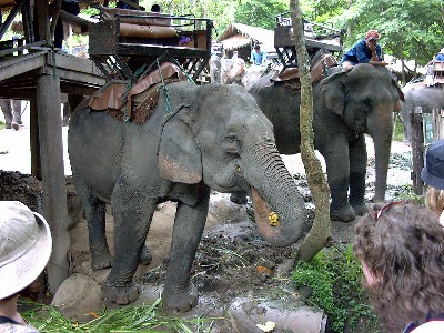 Elephants feeding